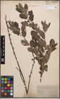 Foto von Salix cinerea L.